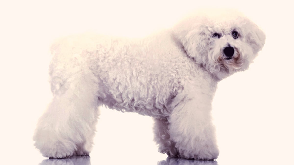 Large bichon hot sale frise